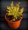 przykładowa sprzedawana roślina / exemplary plant for sale